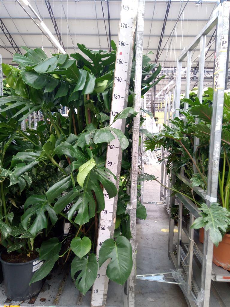 Горшечные цветы и растения оптом Monstera Delic. от 1шт из Голландии с доставкой по России