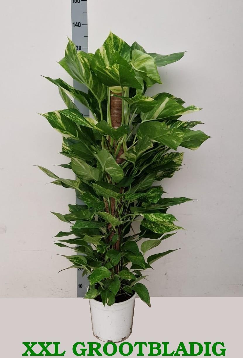 Горшечные цветы и растения оптом Epipr Ov от 1шт из Голландии с доставкой по России