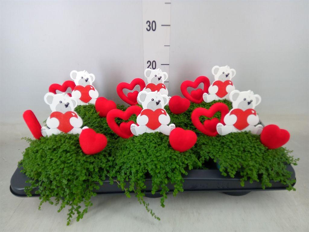 Горшечные цветы и растения оптом Soleirolia Soleirolii   ...green от 6шт из Голландии с доставкой по России