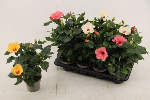 Горшечные цветы и растения оптом Hibis Sunny Gem от 8шт из Голландии с доставкой по России