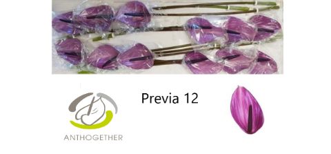 Срезанные цветы оптом Anthurium previa от 12шт из Голландии с доставкой по России