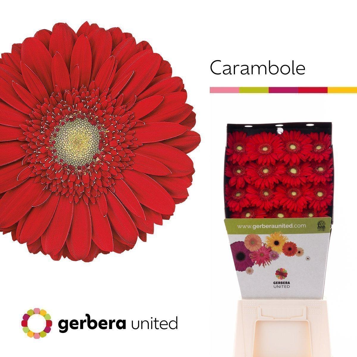 Срезанные цветы оптом Gerbera diamond carambole от 30шт из Голландии с доставкой по России