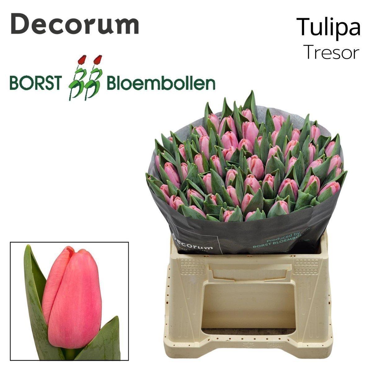 Срезанные цветы оптом Tulipa si tresor от 50шт из Голландии с доставкой по России