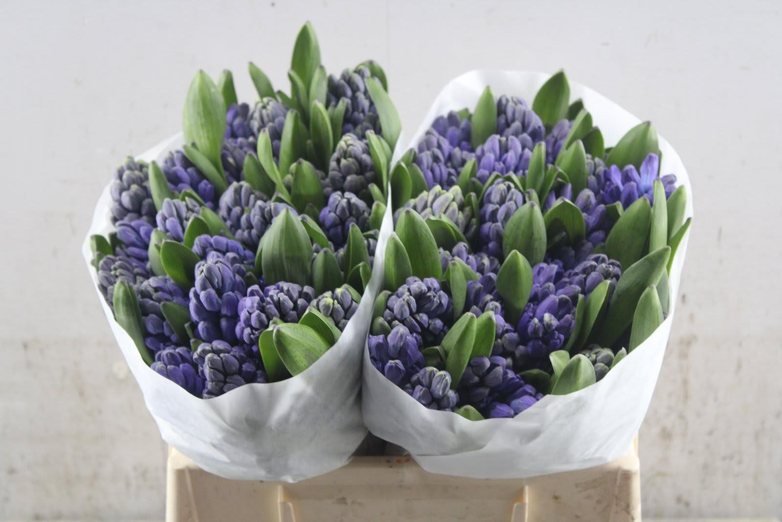Срезанные цветы оптом Hyacinthus delft blue от 50шт. из Голландии с доставкой по России