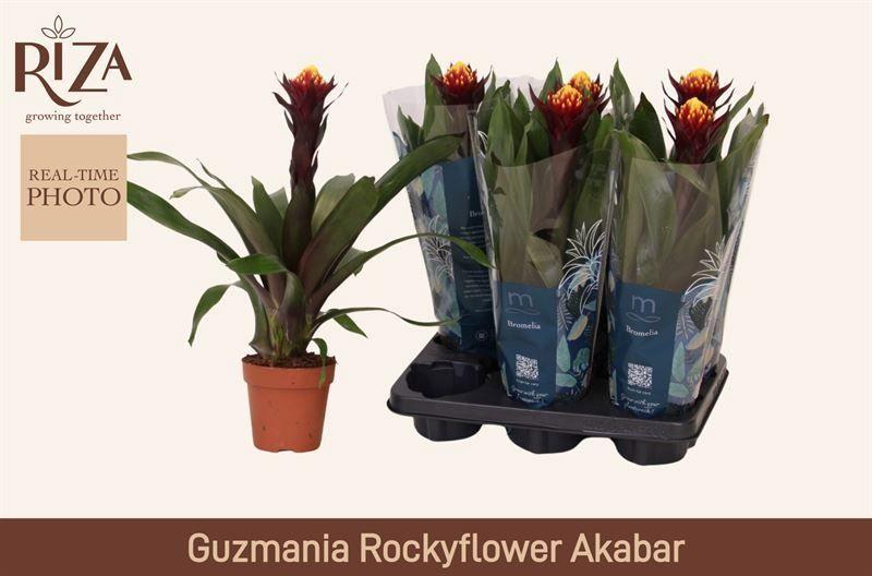 Горшечные цветы и растения оптом Guzm Akabar от 6шт из Голландии с доставкой по России