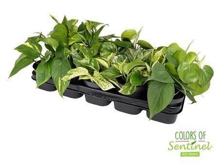 Горшечные цветы и растения оптом Epipremnum Pinnatum Mix от 10шт из Голландии с доставкой по России