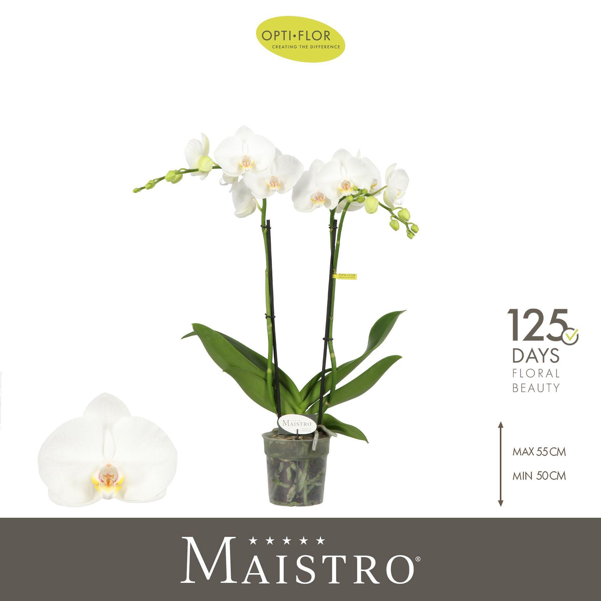 Горшечные цветы и растения оптом Phal 2st Maistro Mozart 18+ (opti) от 6шт из Голландии с доставкой по России