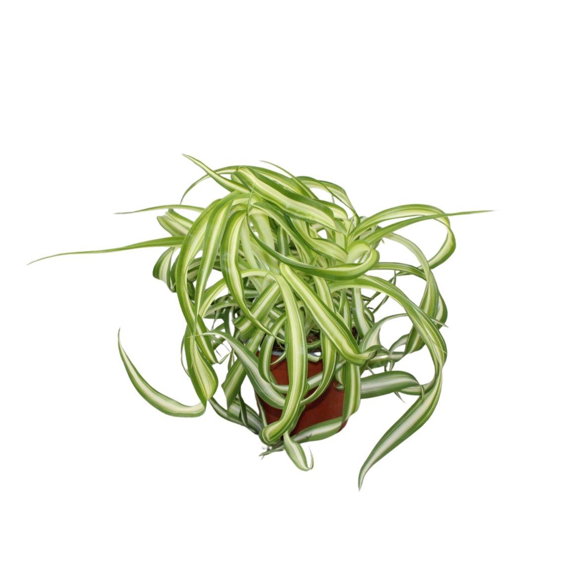 Горшечные цветы и растения оптом Chlorophytum Bonnie от 10шт из Голландии с доставкой по России