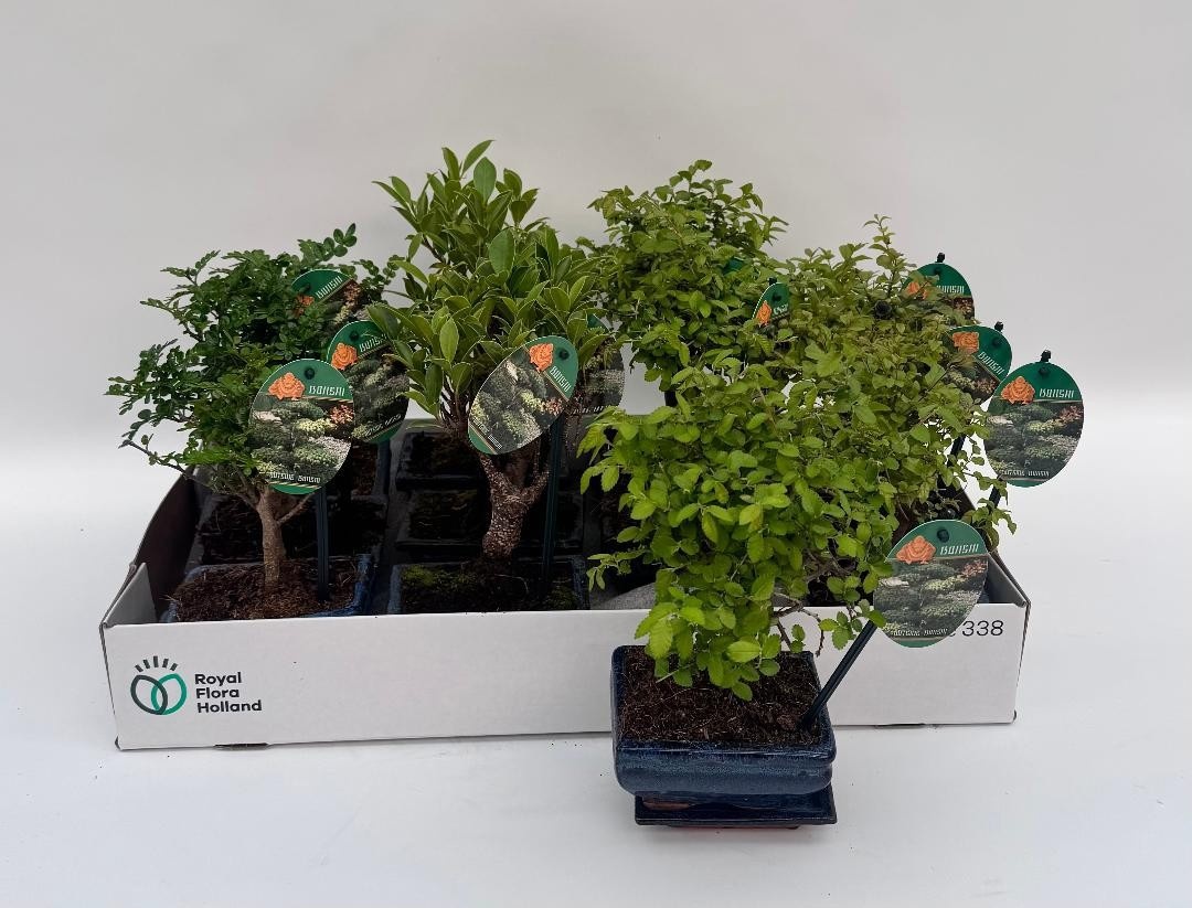 Горшечные цветы и растения оптом Bonsai Gem от 12шт из Голландии с доставкой по России