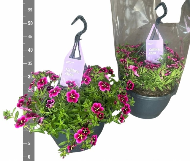 Горшечные цветы и растения оптом Calib Ca Gd Nigh Kis от 1шт из Голландии с доставкой по России