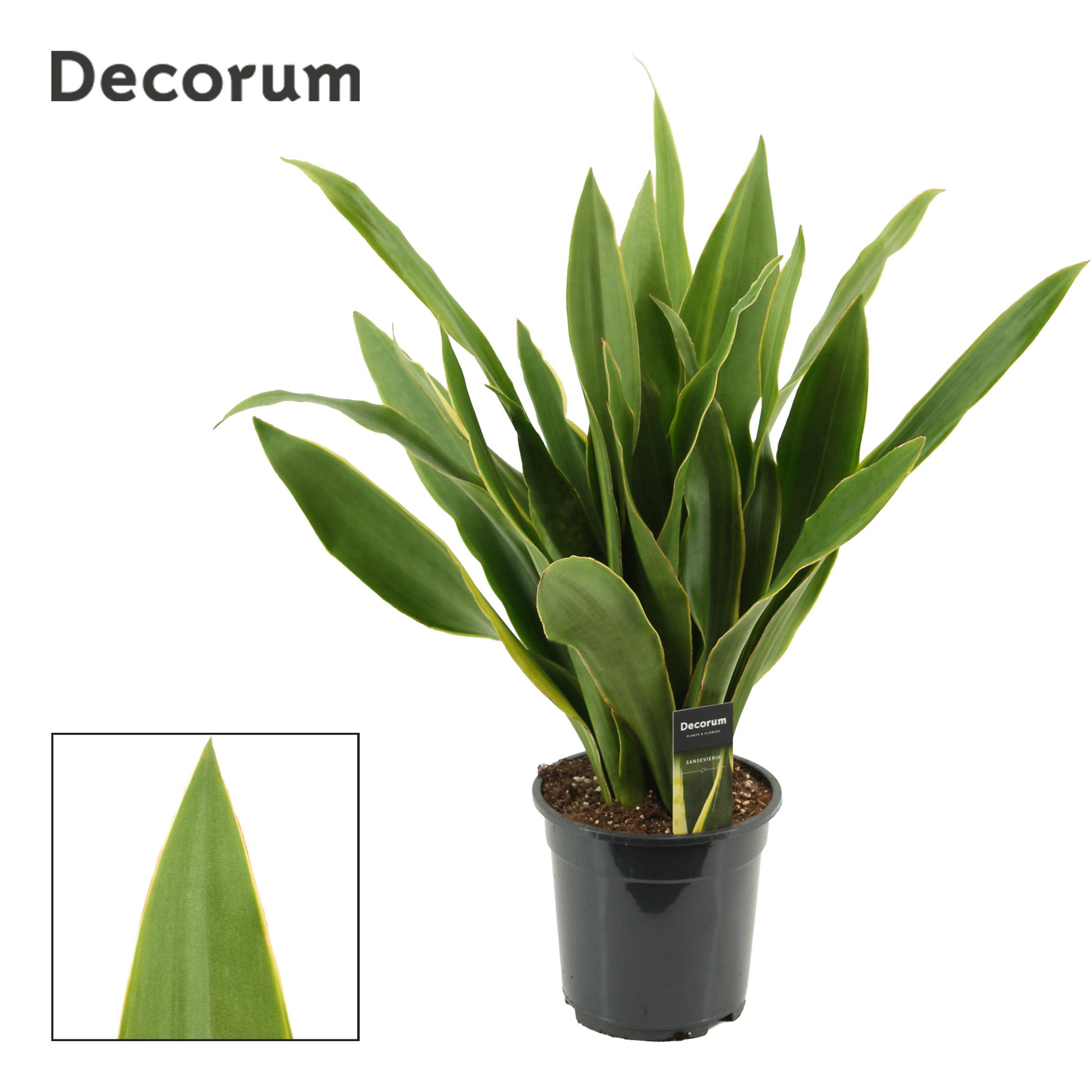 Горшечные цветы и растения оптом Sansevieria Aubrytiana 19 Cm Yellow Edge (decorum) от 3шт из Голландии с доставкой по России