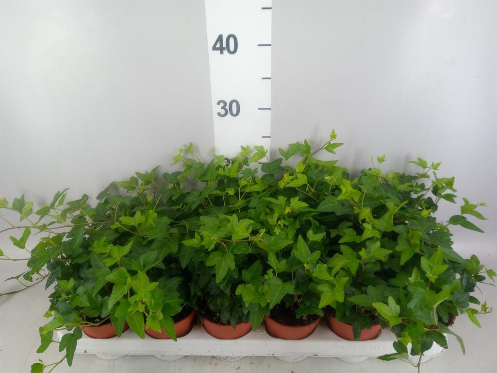 Горшечные цветы и растения оптом Hedera ...green Leafed A от 18шт (для телеги) из Голландии с доставкой по России