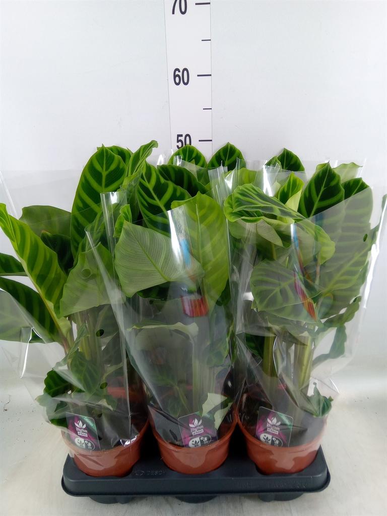 Горшечные цветы и растения оптом Calathea Zebrina от 6шт из Голландии с доставкой по России