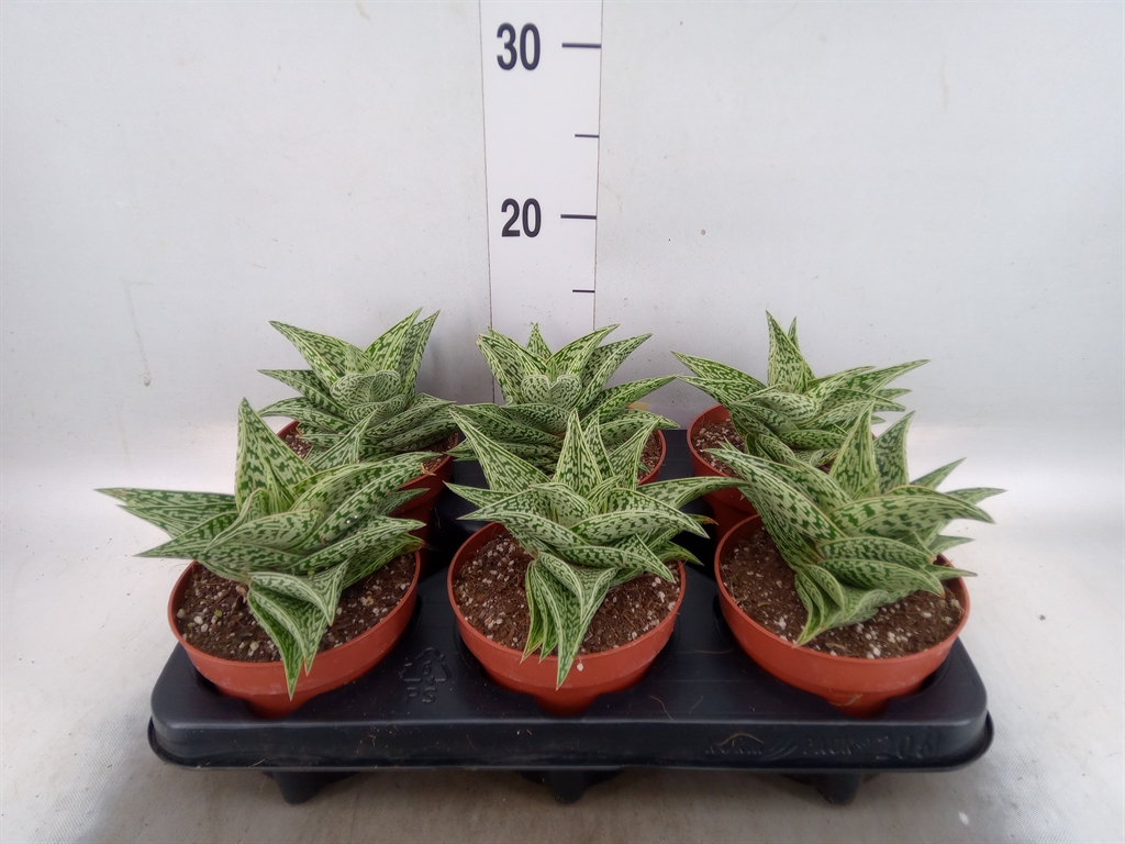 Горшечные цветы и растения оптом Aloe   ... от 6шт из Голландии с доставкой по России