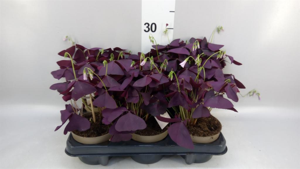 Горшечные цветы и растения оптом Oxalis Trian. mijke от 6шт из Голландии с доставкой по России