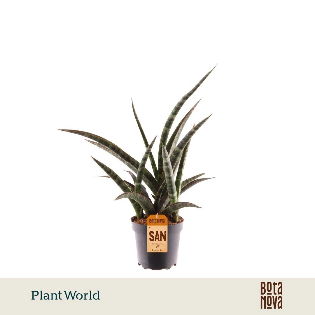 Горшечные цветы и растения оптом Sansevieria Trifasciata Megan от 8шт из Голландии с доставкой по России