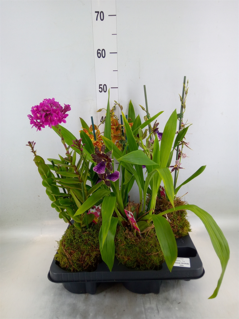 Горшечные цветы и растения оптом Orchideeen   ... от 4шт из Голландии с доставкой по России