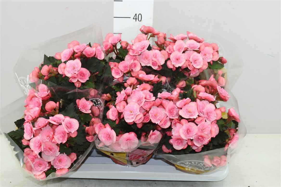Горшечные цветы и растения оптом Begonia Du Joy Pink от 6шт из Голландии с доставкой по России