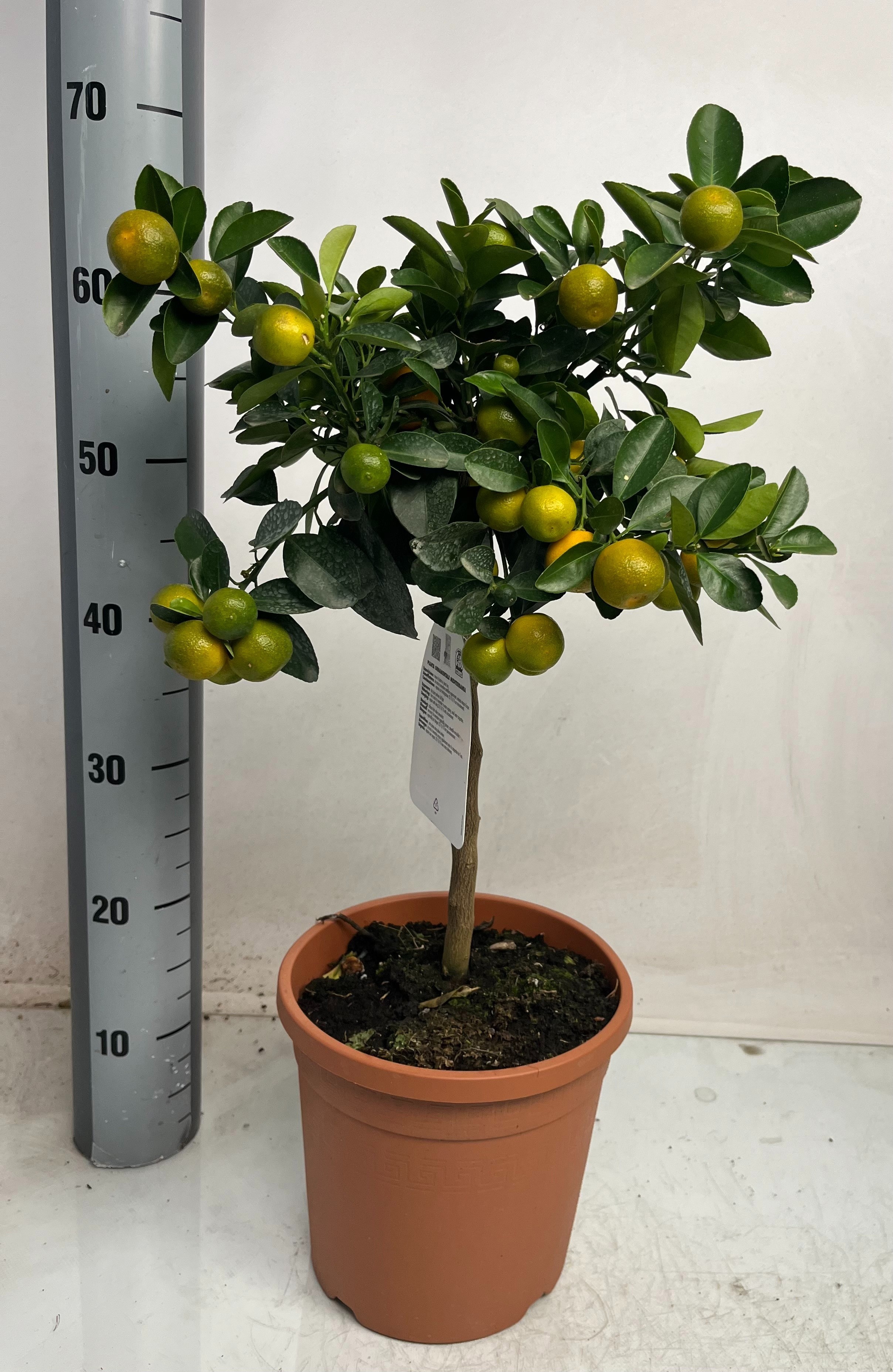 Горшечные цветы и растения оптом Citr Microcarpa от 1шт (для телеги) из Голландии с доставкой по России