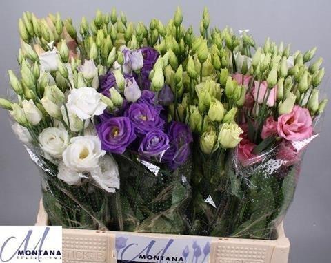 Срезанные цветы оптом Lisianthus do mix in bucket от 70шт из Голландии с доставкой по России