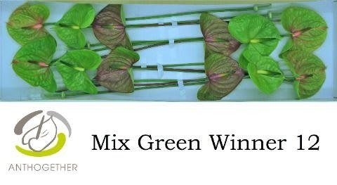 Срезанные цветы оптом Anthurium mix green от 12шт из Голландии с доставкой по России