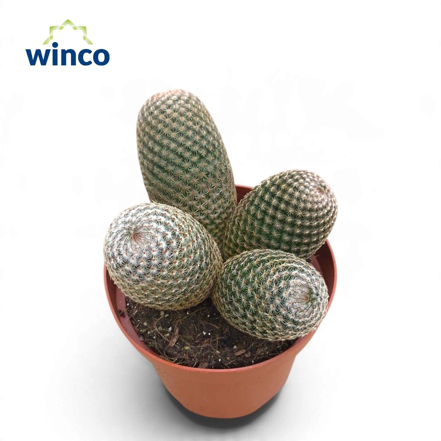 Горшечные цветы и растения оптом Mammillaria Matudae (group) от 6шт из Голландии с доставкой по России