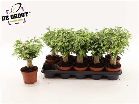 Горшечные цветы и растения оптом Fic Be Kinky Jute Stam Bont от 10шт из Голландии с доставкой по России