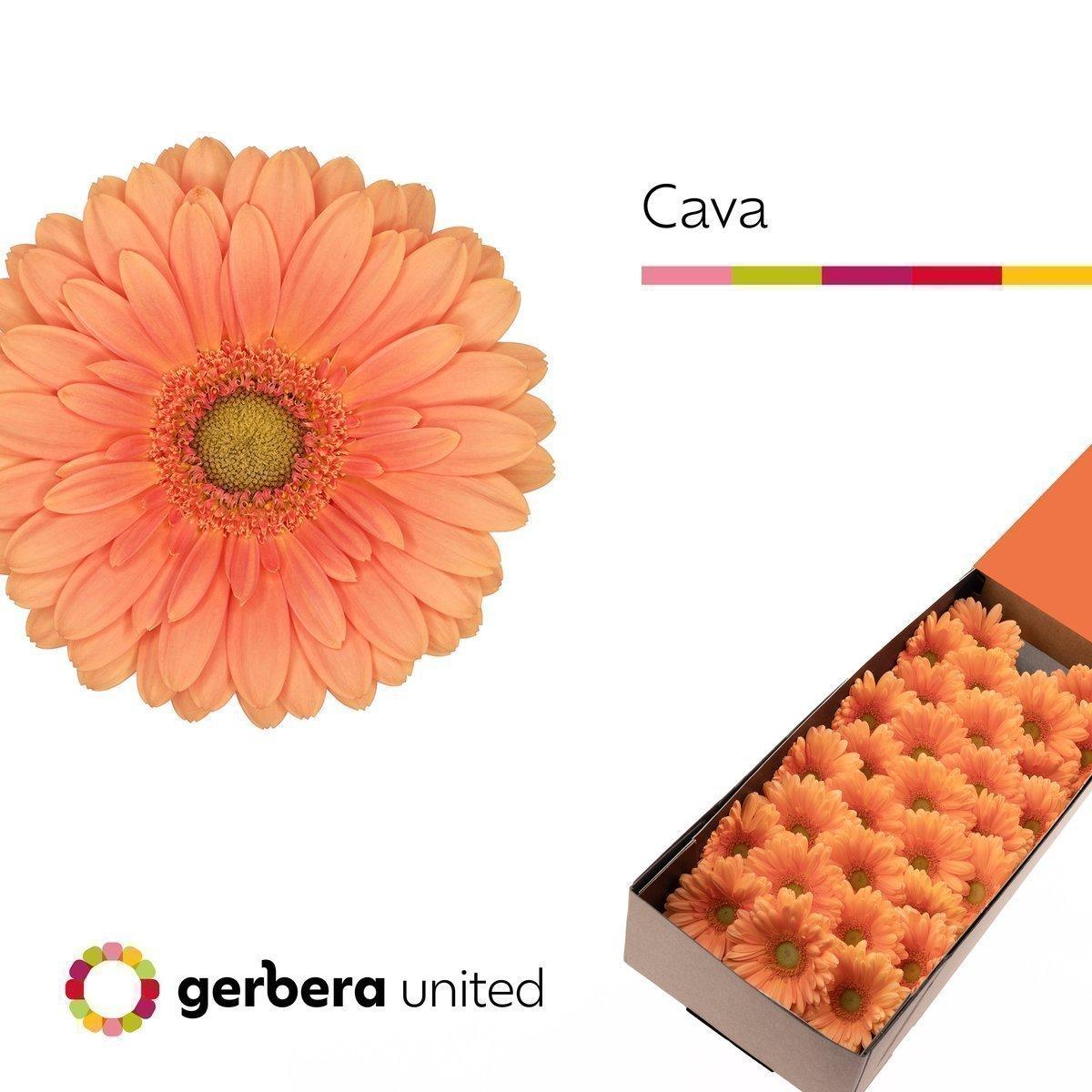 Срезанные цветы оптом Germini cava от 30шт из Голландии с доставкой по России