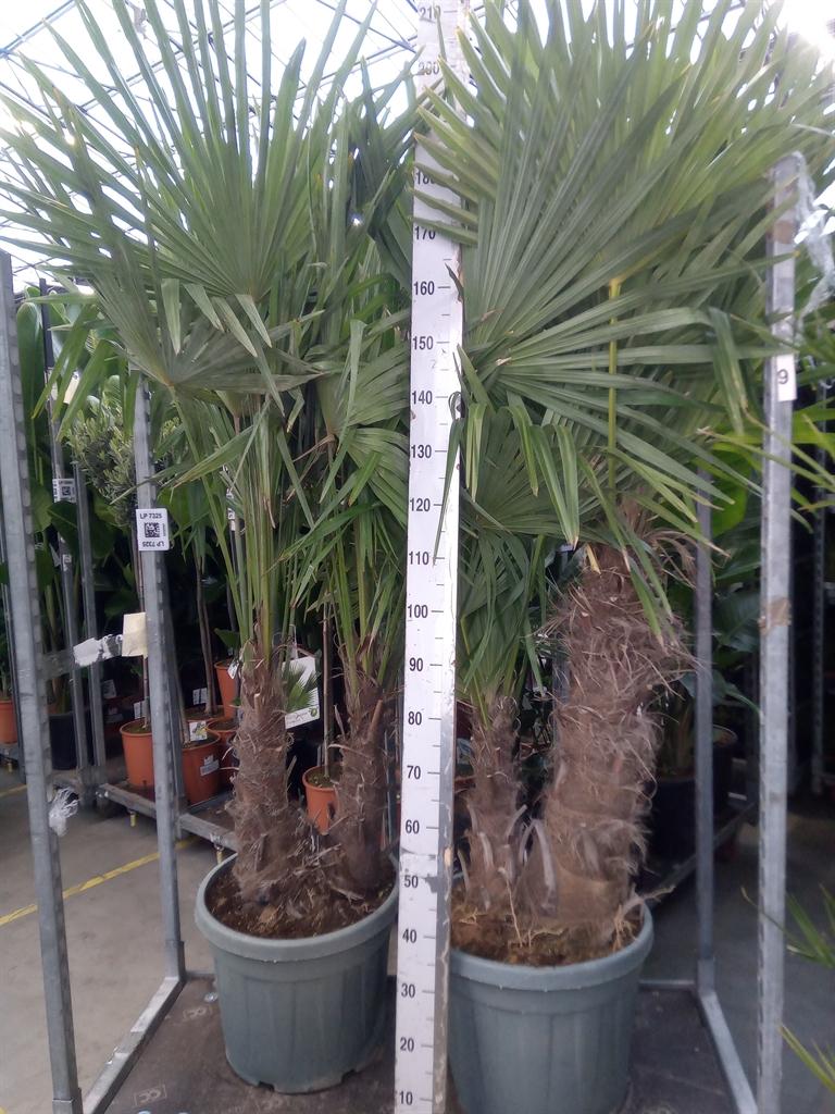 Горшечные цветы и растения оптом Trachycarpus Fortunei от 1шт из Голландии с доставкой по России