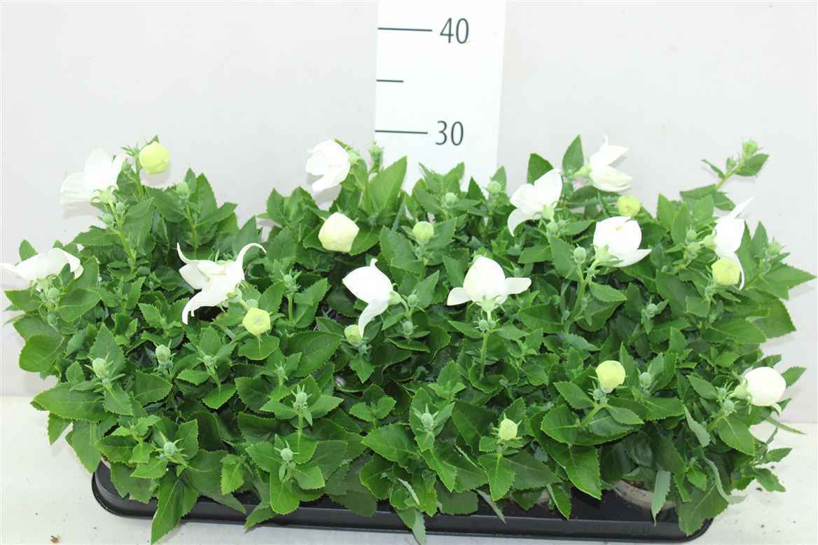 Горшечные цветы и растения оптом Platycodon Astra White от 10шт из Голландии с доставкой по России