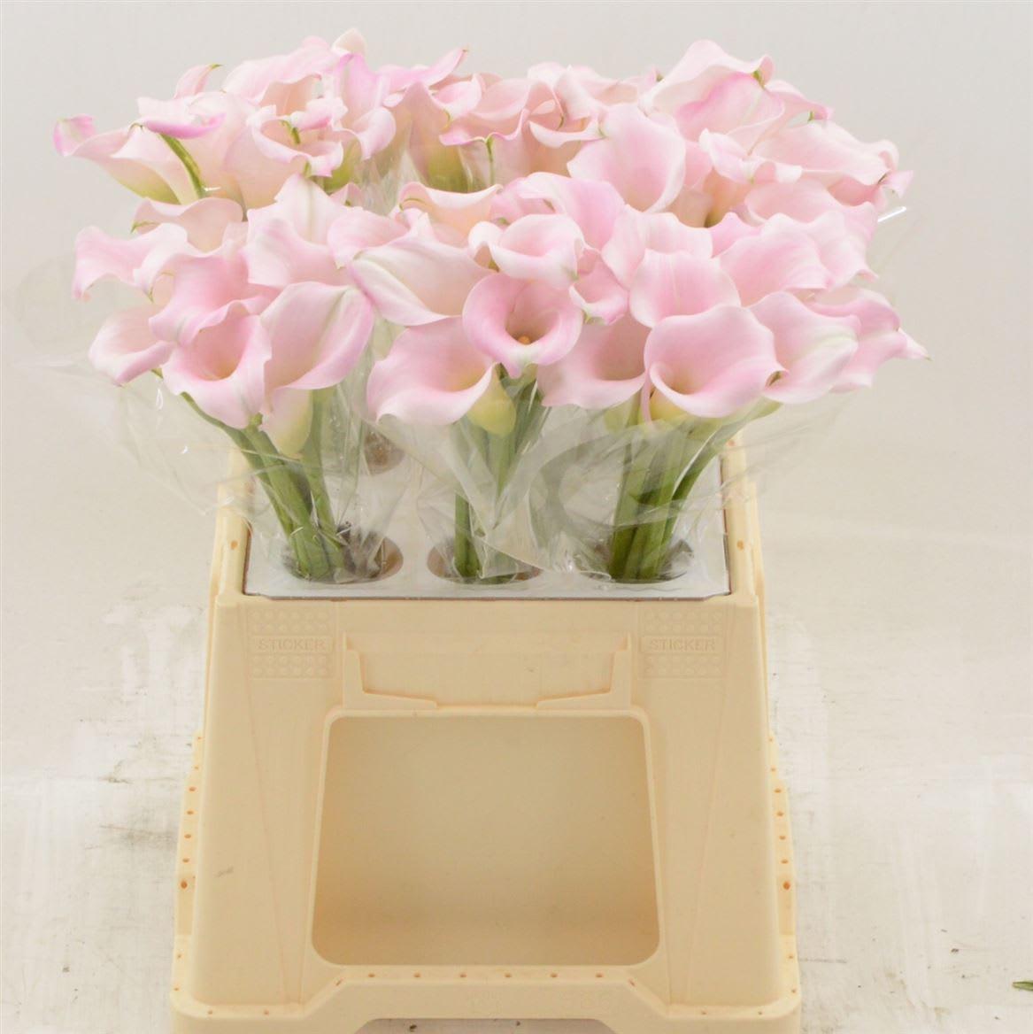 Срезанные цветы оптом Zantedeschia sweet art от 60шт. из Голландии с доставкой по России