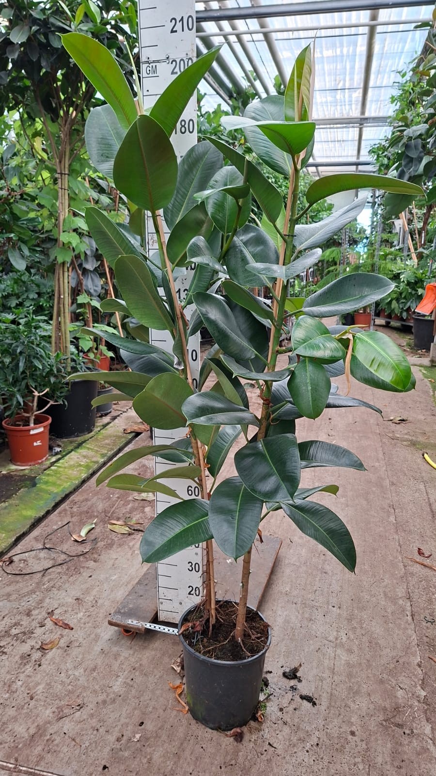 Горшечные цветы и растения оптом Ficus Robusta 2 Toef Xl 200 от 1шт из Голландии с доставкой по России