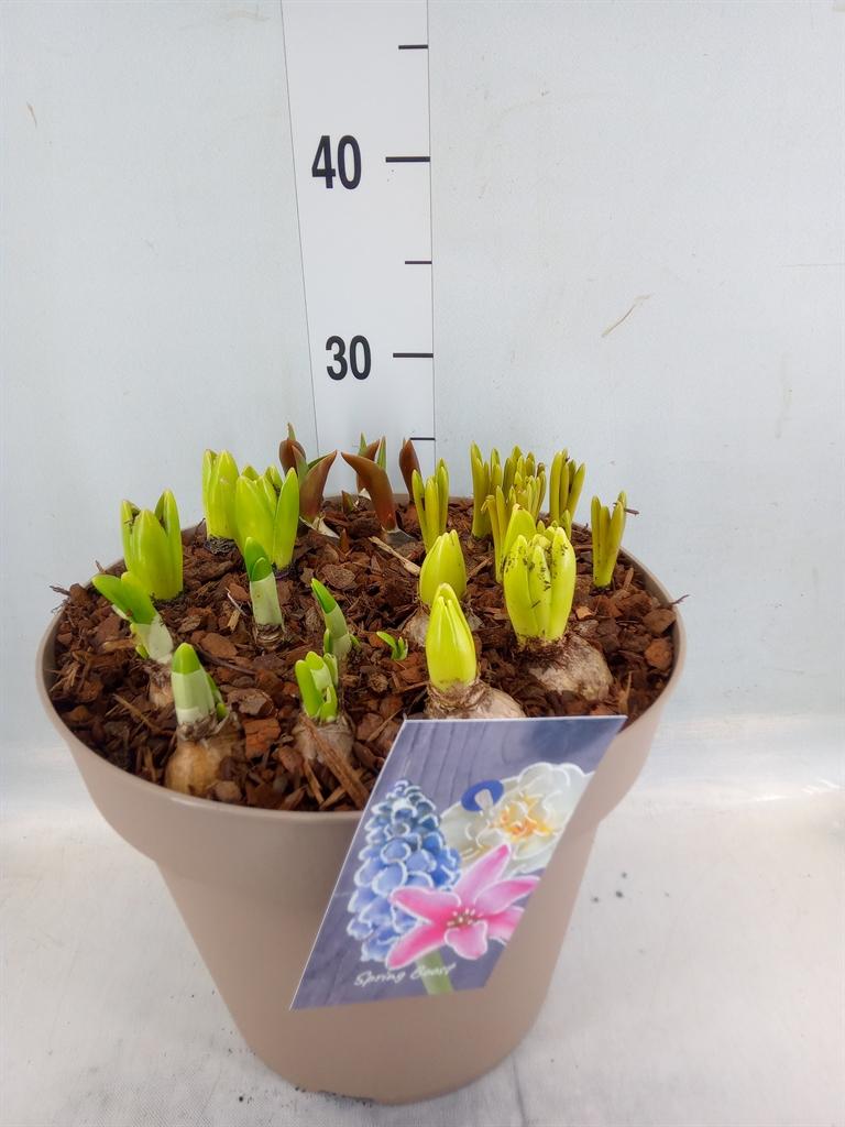 Горшечные цветы и растения оптом Bolbloemen   ...mix от 1шт из Голландии с доставкой по России