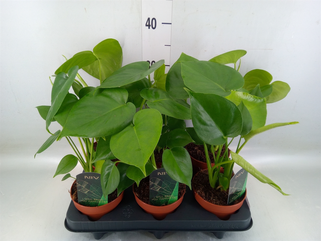 Горшечные цветы и растения оптом Monstera Delic. от 6шт из Голландии с доставкой по России