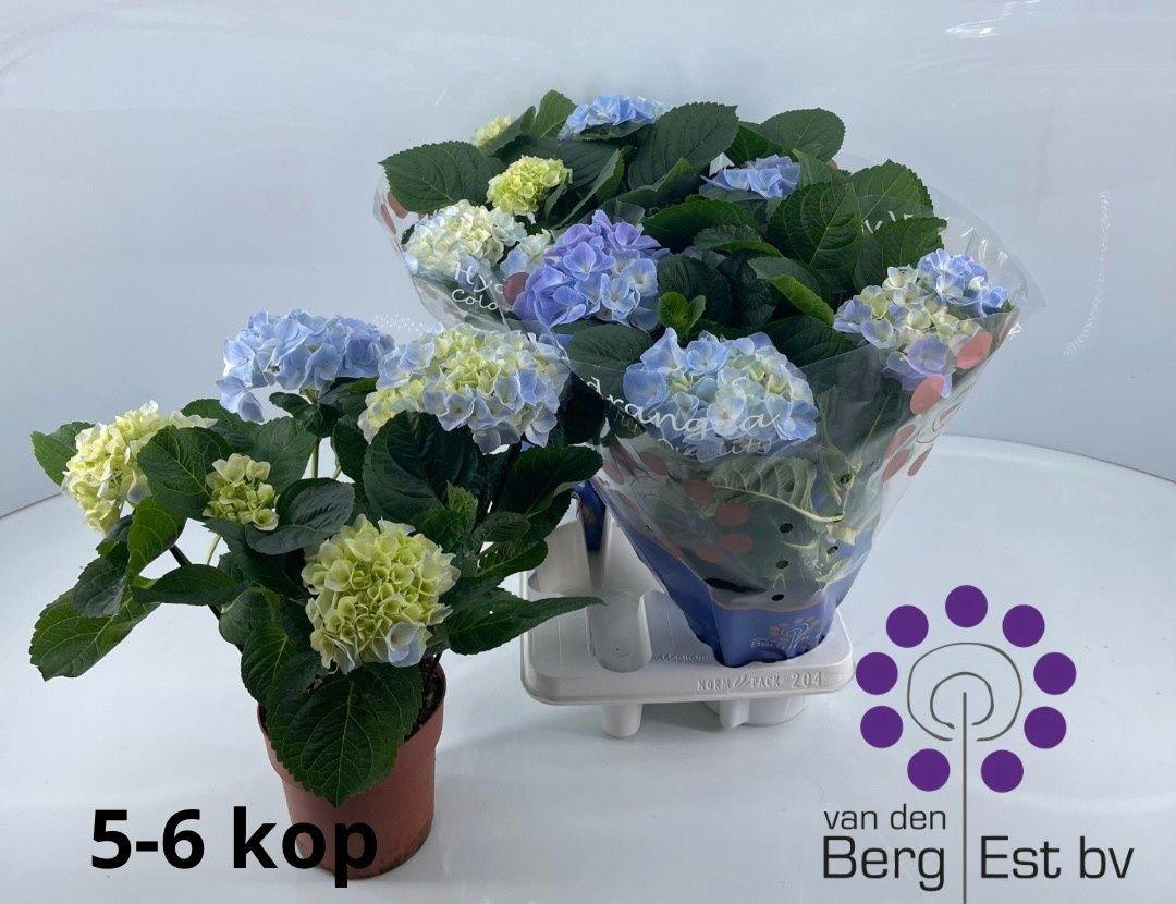 Горшечные цветы и растения оптом Hydr M Fabolo от 4шт из Голландии с доставкой по России