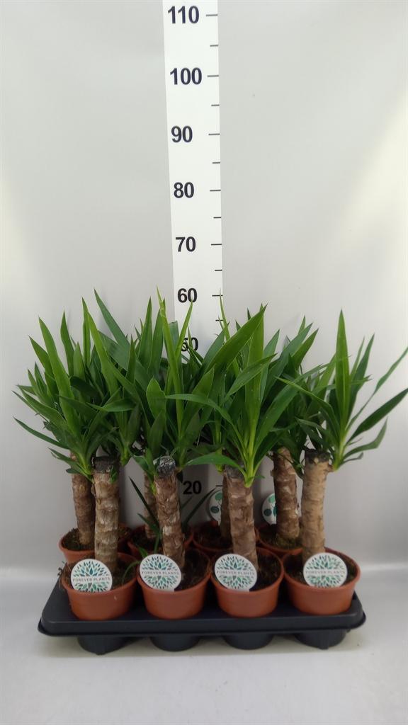 Горшечные цветы и растения оптом Yucca ... от 8шт из Голландии с доставкой по России