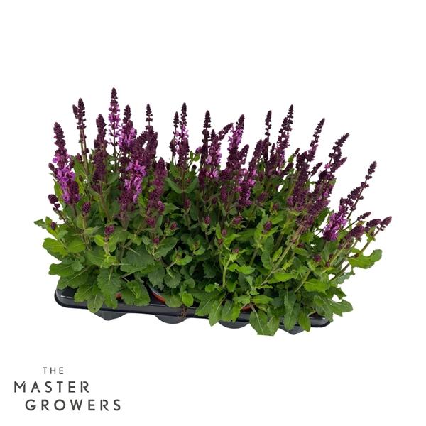 Горшечные цветы и растения оптом Salvia Marvel Pink от 8шт из Голландии с доставкой по России