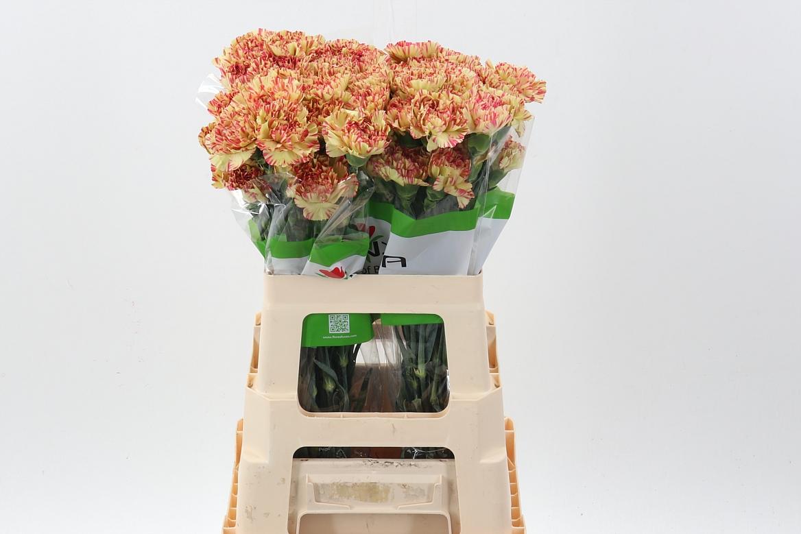 Срезанные цветы оптом Dianthus st salamandra от 80шт из Голландии с доставкой по России