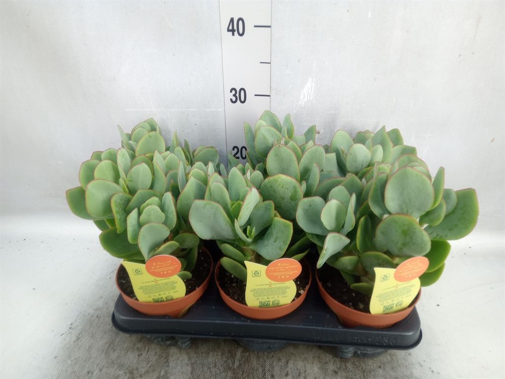 Горшечные цветы и растения оптом Crassula Arborescens от 6шт из Голландии с доставкой по России