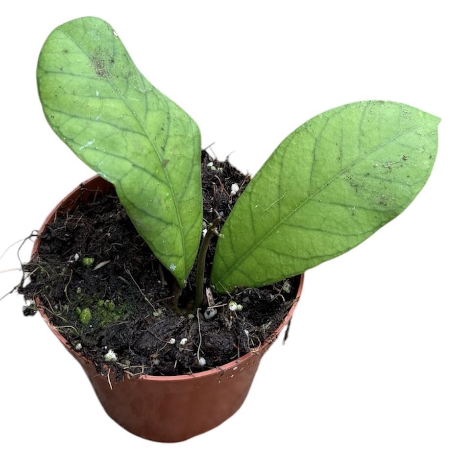 Горшечные цветы и растения оптом Hoya Sp Sabah от 1шт (для телеги) из Голландии с доставкой по России