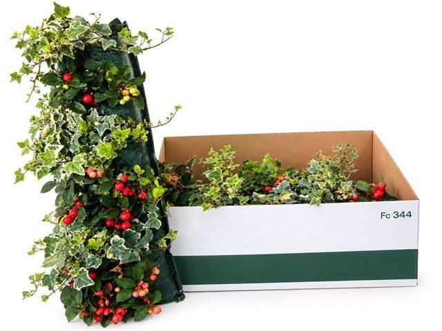 Горшечные цветы и растения оптом Wandhanger Gaultheria +hede Overig от 2шт из Голландии с доставкой по России