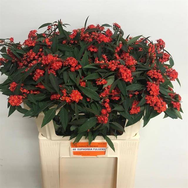 Срезанные цветы оптом Euphorbia sp red surprise от 60шт из Голландии с доставкой по России