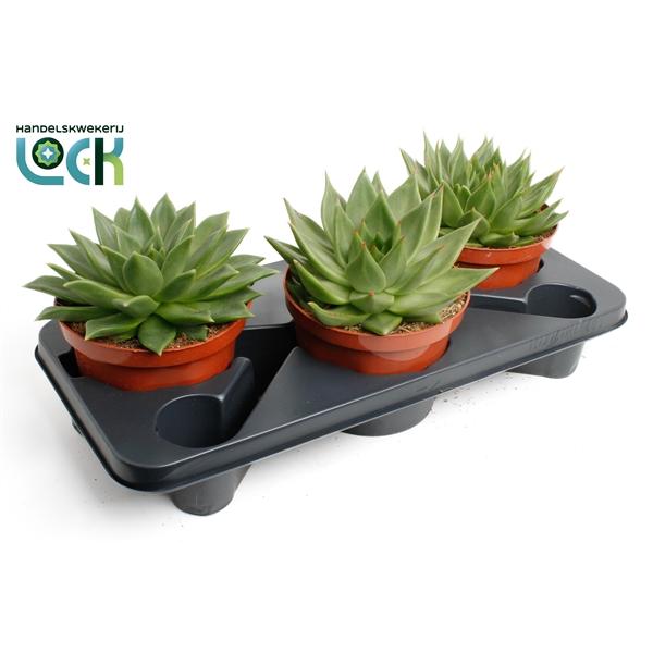 Горшечные цветы и растения оптом Echeveria Agavoides от 3шт из Голландии с доставкой по России