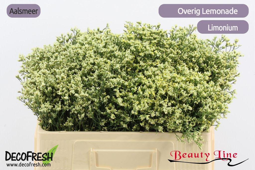 Срезанные цветы оптом Limonium sensy lemonade от 100шт из Голландии с доставкой по России