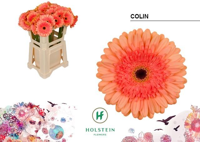 Срезанные цветы оптом Gerbera colin от 40шт из Голландии с доставкой по России