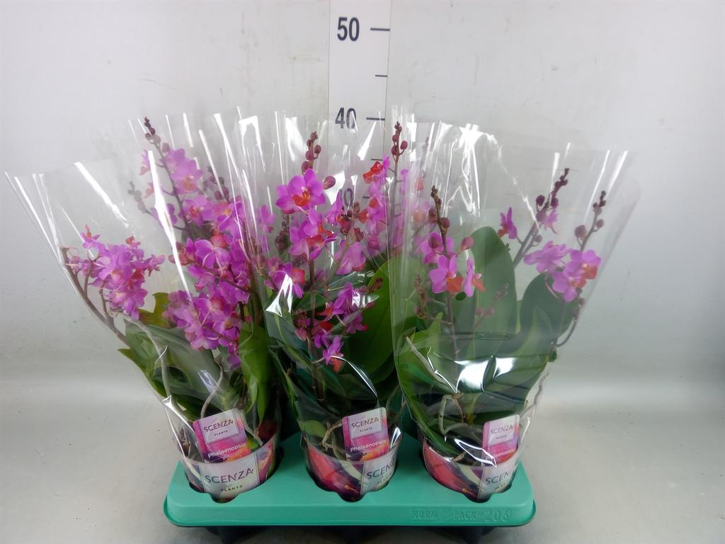 Горшечные цветы и растения оптом Phalaenopsis   ...lilac от 6шт из Голландии с доставкой по России