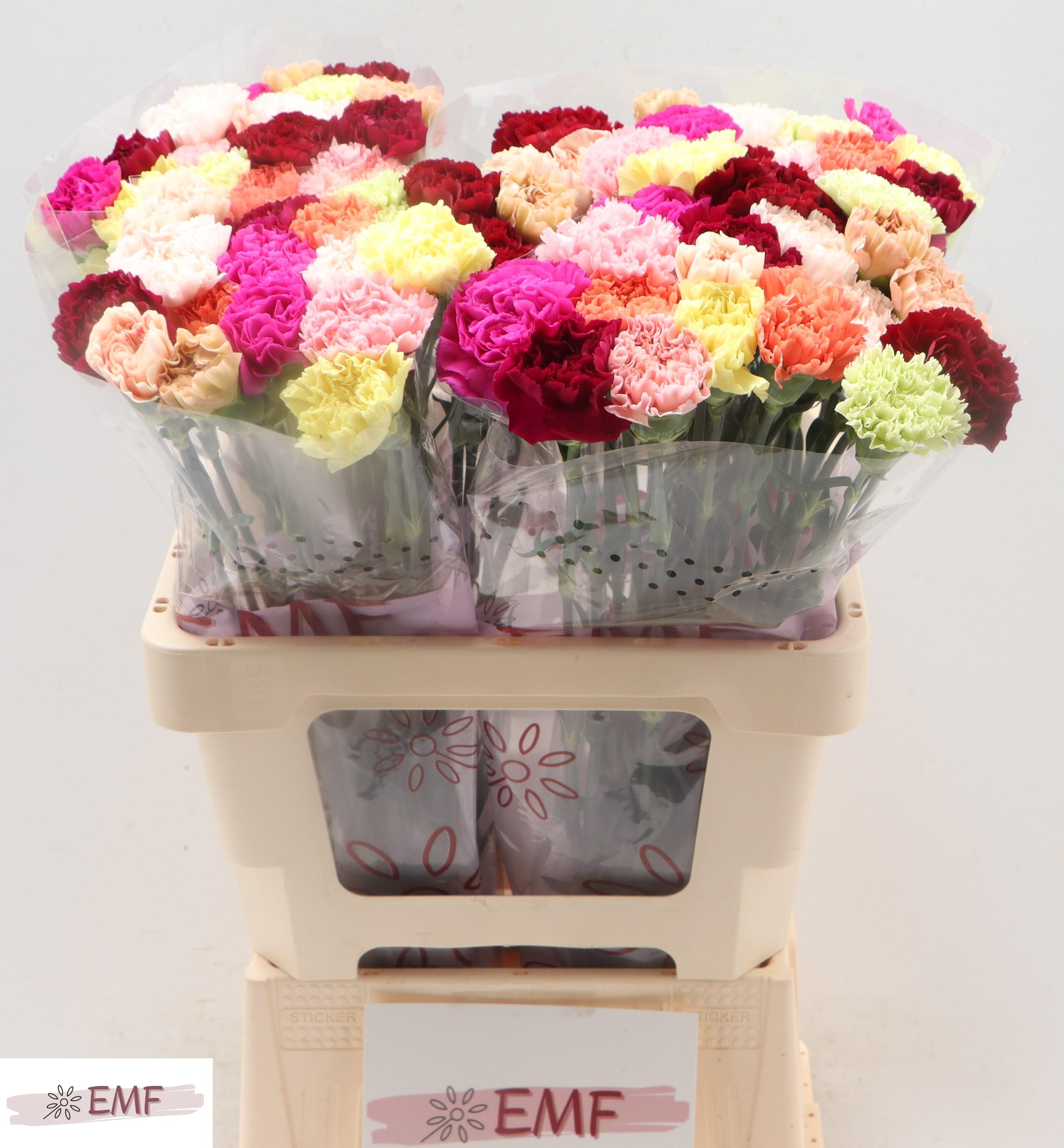 Срезанные цветы оптом Dianthus st rainbow от 80шт. из Голландии с доставкой по России