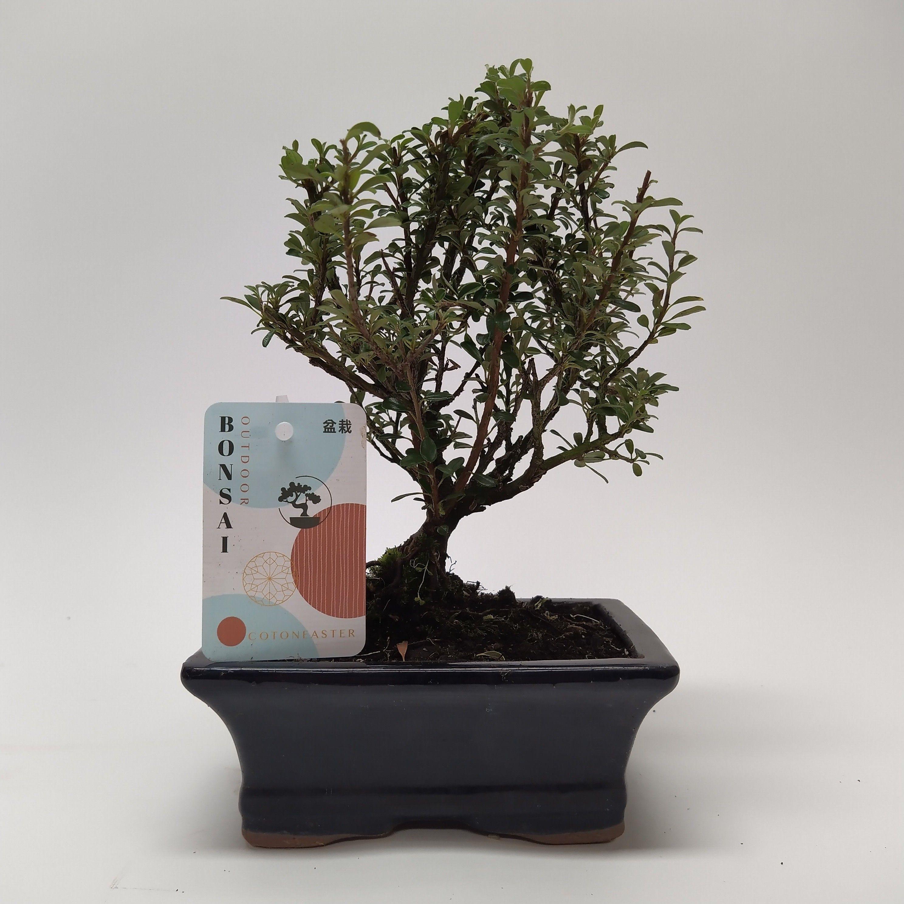 Горшечные цветы и растения оптом Bonsai Cotoneaster Bonsai 15 Cm от 6шт из Голландии с доставкой по России