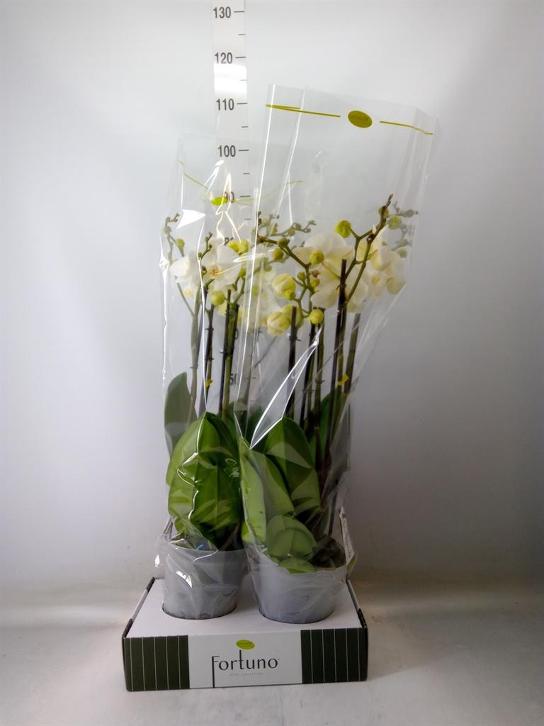 Горшечные цветы и растения оптом Phalaenopsis   ...white от 2шт из Голландии с доставкой по России