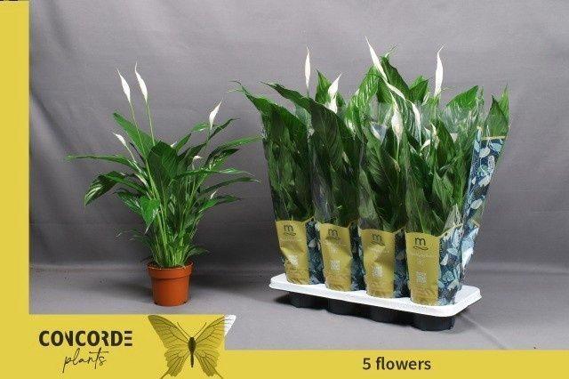 Горшечные цветы и растения оптом Spath Sweet Benito от 8шт из Голландии с доставкой по России